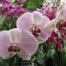 Бледная орхидея