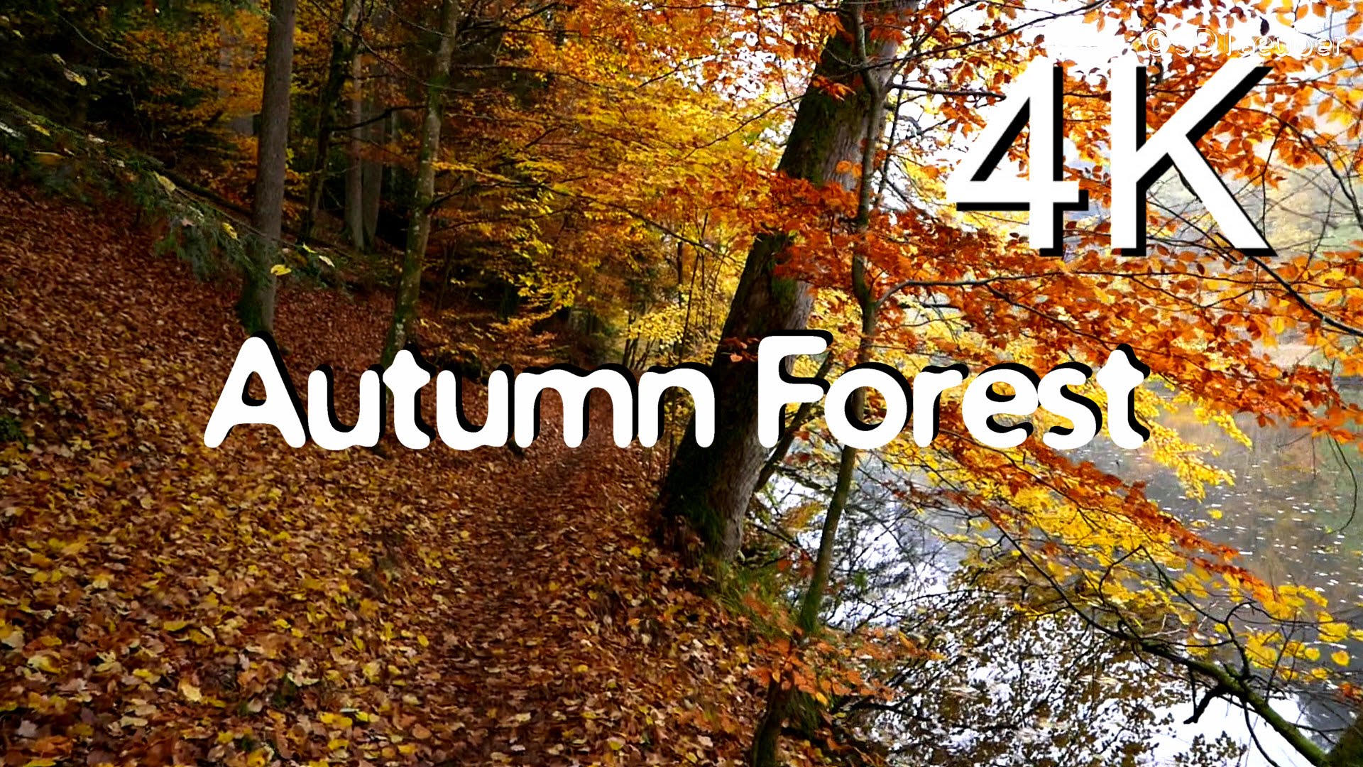 AUTUMN FOREST WALK ( A Misty Morning) 4K Nature Video