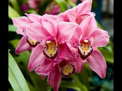 Любителям орхидей