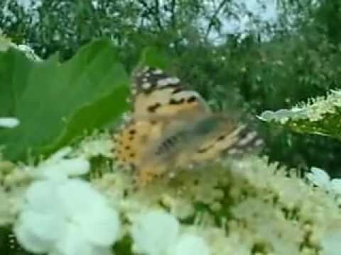 Бабочка Репейница или Чертополоховка на Калине.